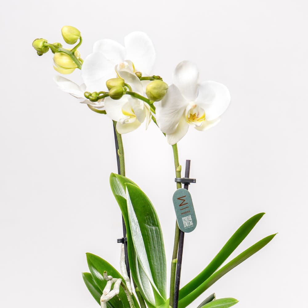 4.3 Phalaenopsis Orchid with Stylish Patterned Planter (H 38cm)