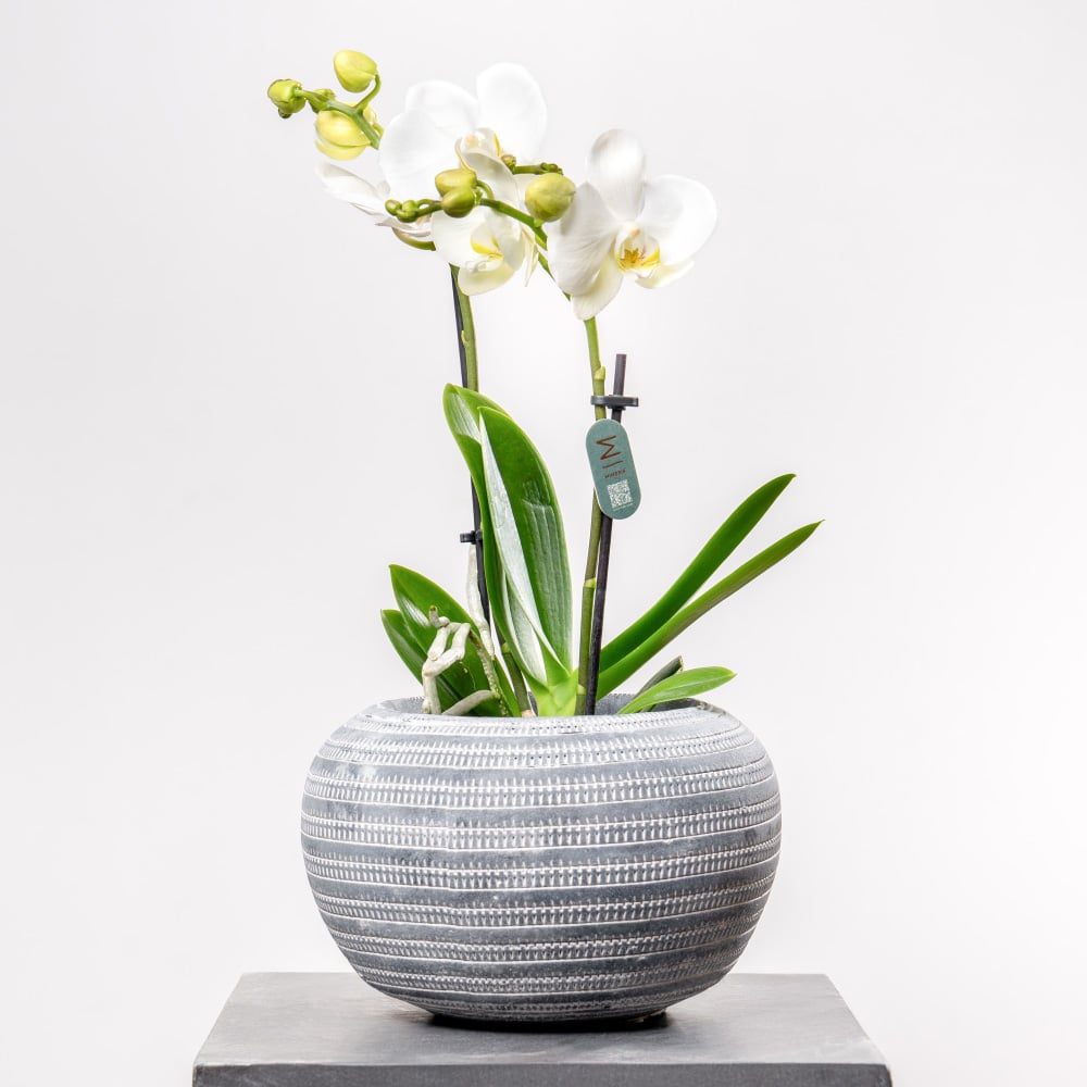 Phalaenopsis Orchid with Stylish Patterned Planter (H 38cm) Phalaenopsis Orchid with Stylish Patterned Planter (H 38cm)