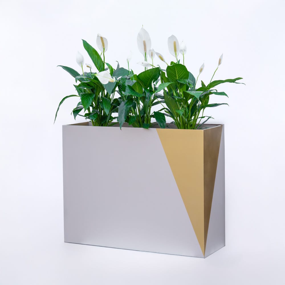 Spathiphyllum Spathiphyllum (Peace Lily) in MDF Rectangular Planter - Golden Decorative
