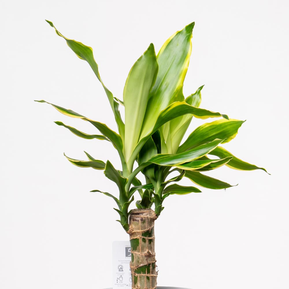 5.2 Elegant Dracaena Plant in Ceramic Pot (H-45cm)