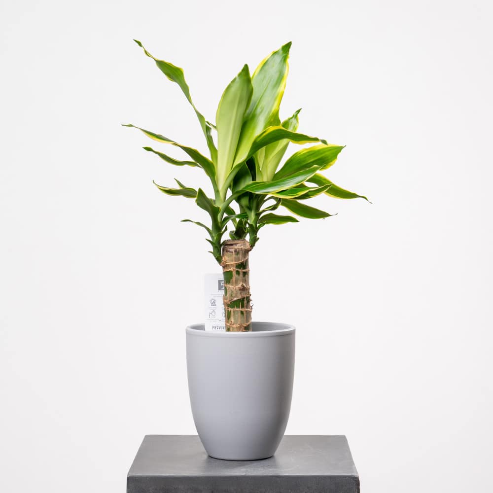 Elegant Dracaena Plant in Ceramic Pot Elegant Dracaena Plant in Ceramic Pot