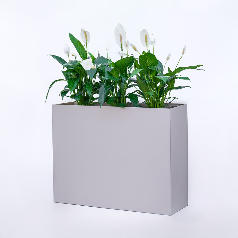 Spathiphyllum (Peace Lily) in MDF Rectangular Planter Spathiphyllum (Peace Lily) in MDF Rectangular Planter