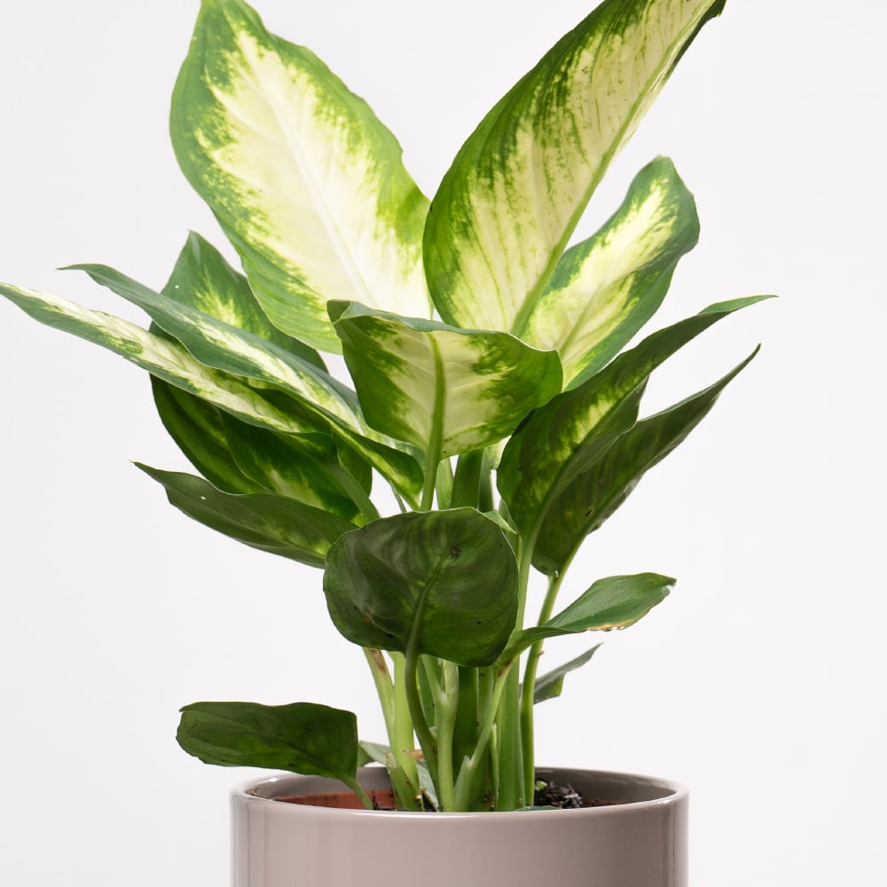 6.2 Dieffenbachia in Ceramic Pot - Height 35 cm