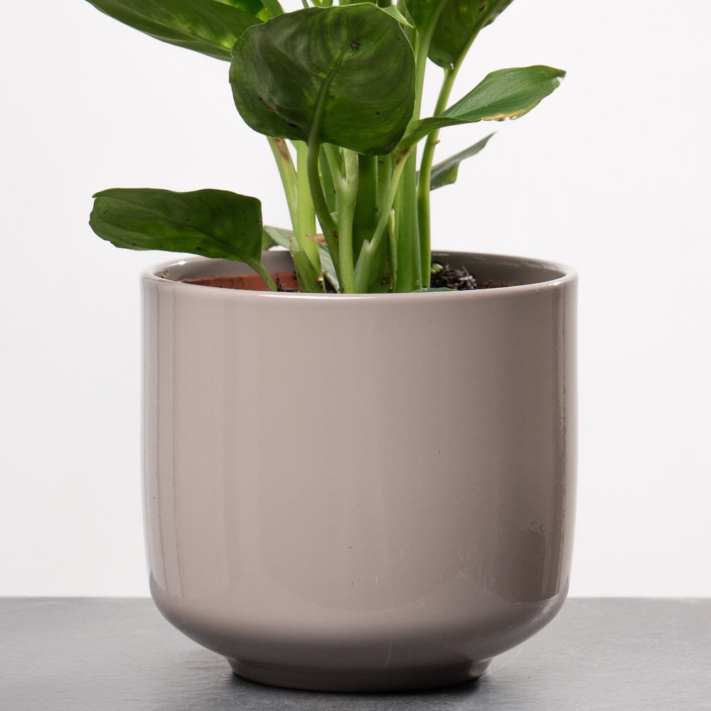 6.3 Dieffenbachia in Ceramic Pot - Height 35 cm