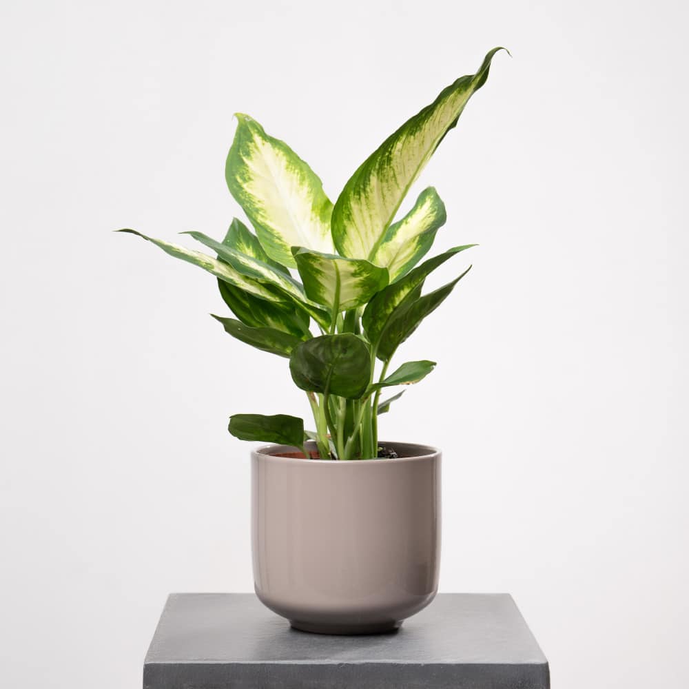 Dieffenbachia in Ceramic Pot - Height 35 cm Dieffenbachia in Ceramic Pot - Height 35 cm