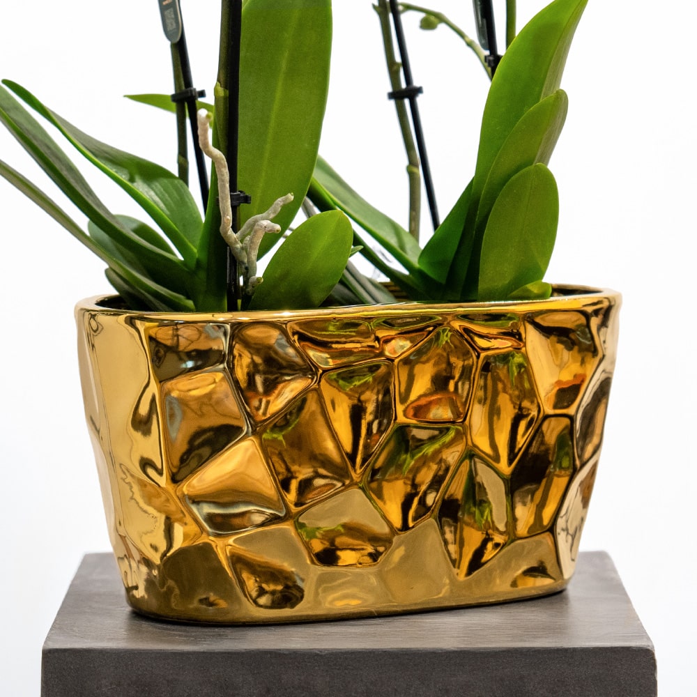 7.2 Phalaenopsis in Ceramic Pot - Height 44 cm