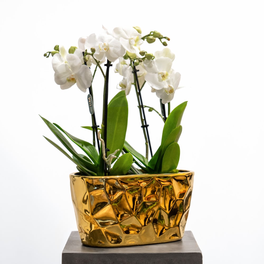 Phalaenopsis in Ceramic Pot (H-44cm) Phalaenopsis in Ceramic Pot (H-44cm)