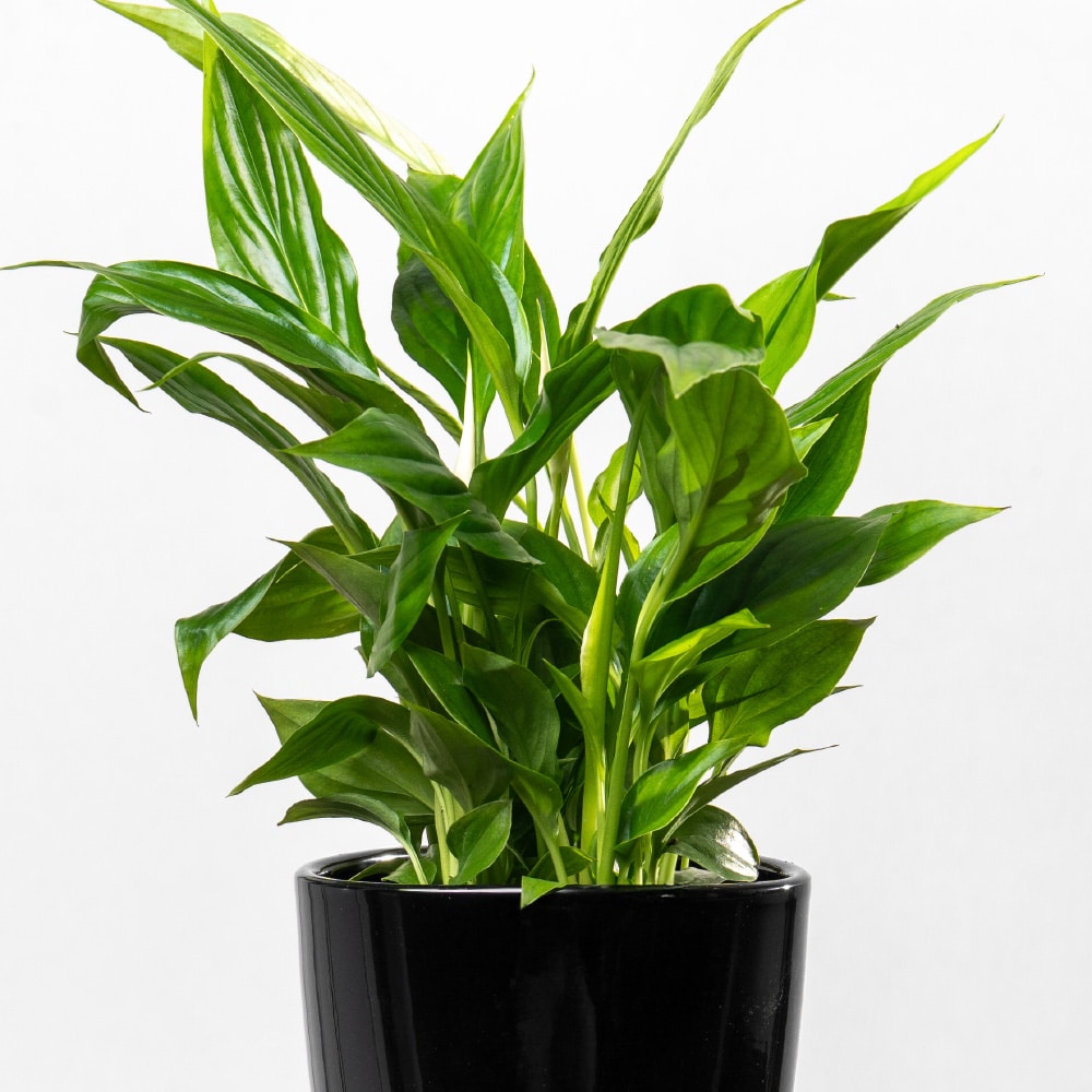 8.2 Spathiphyllum in Ceramic Pot - Height 35 cm