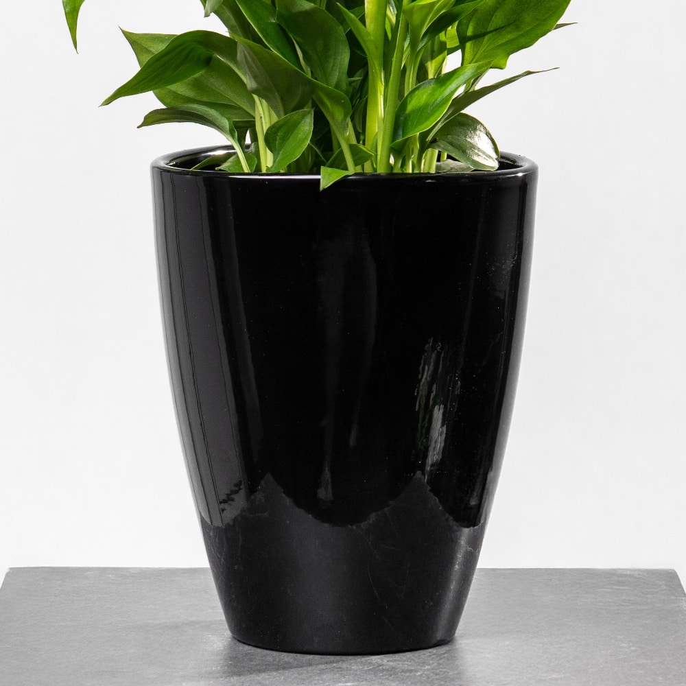 8.3 Spathiphyllum in Ceramic Pot - Height 35 cm