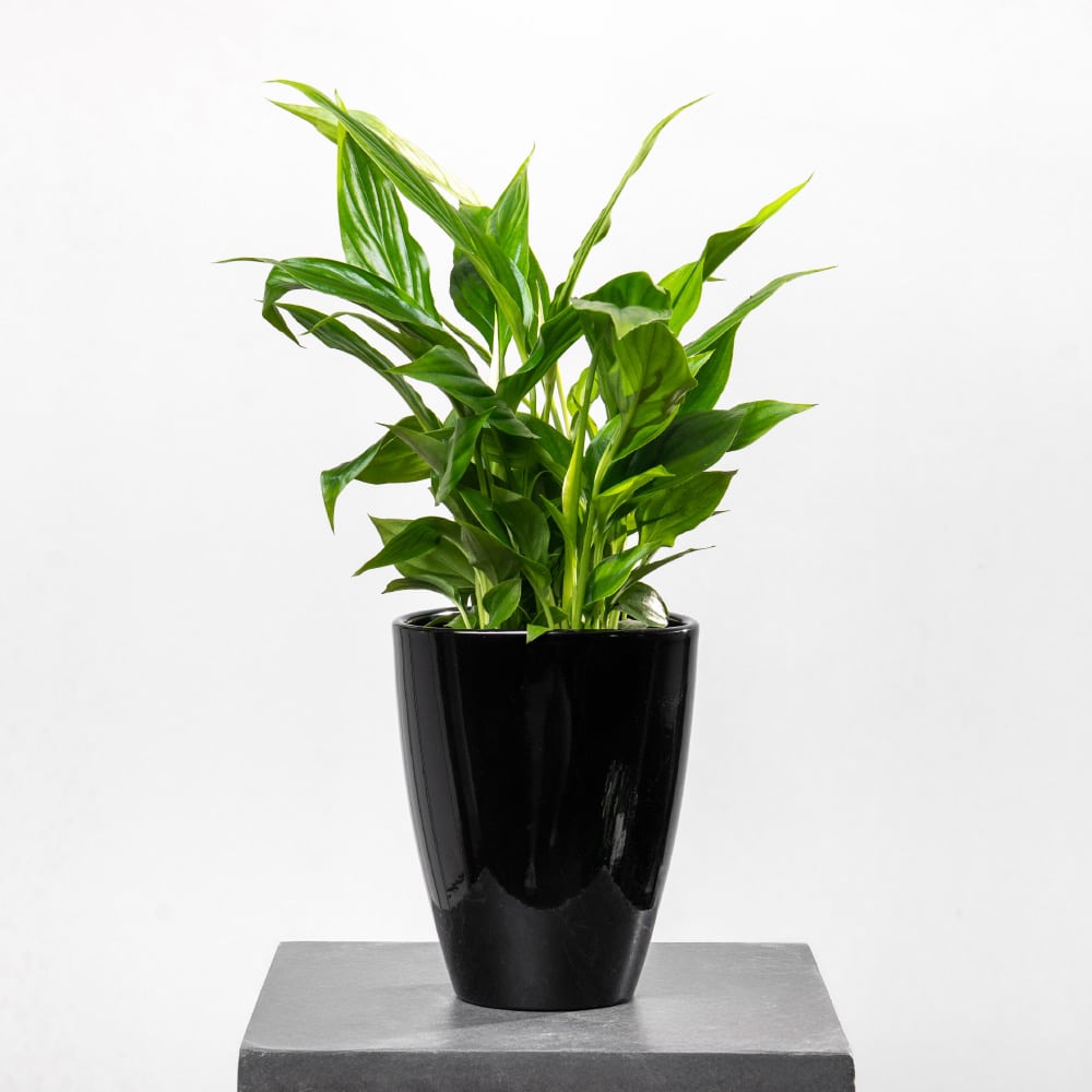 Spathiphyllum Spathiphyllum