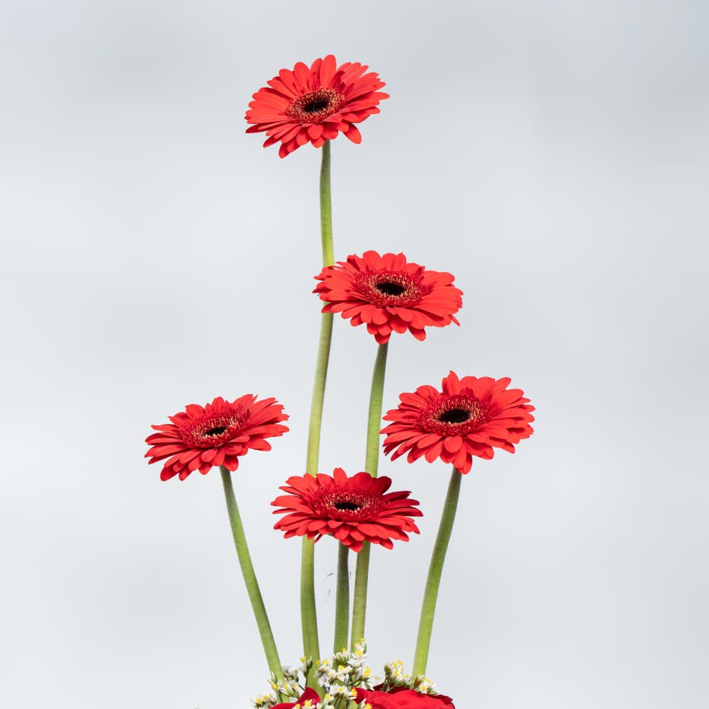 A25.2 Red Roses & White Baby Rose in Pot - 40 cm Height