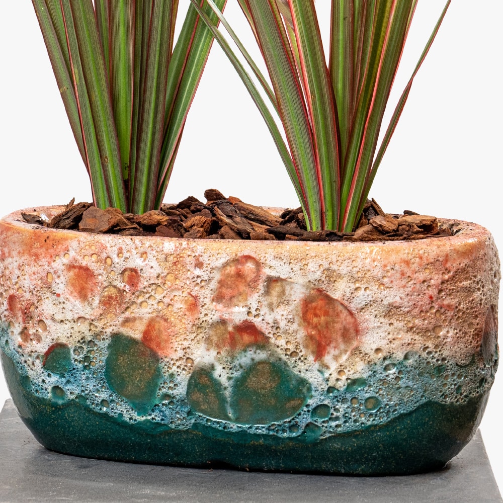 4.2 Dracaena in Elegant Ceramic Pot