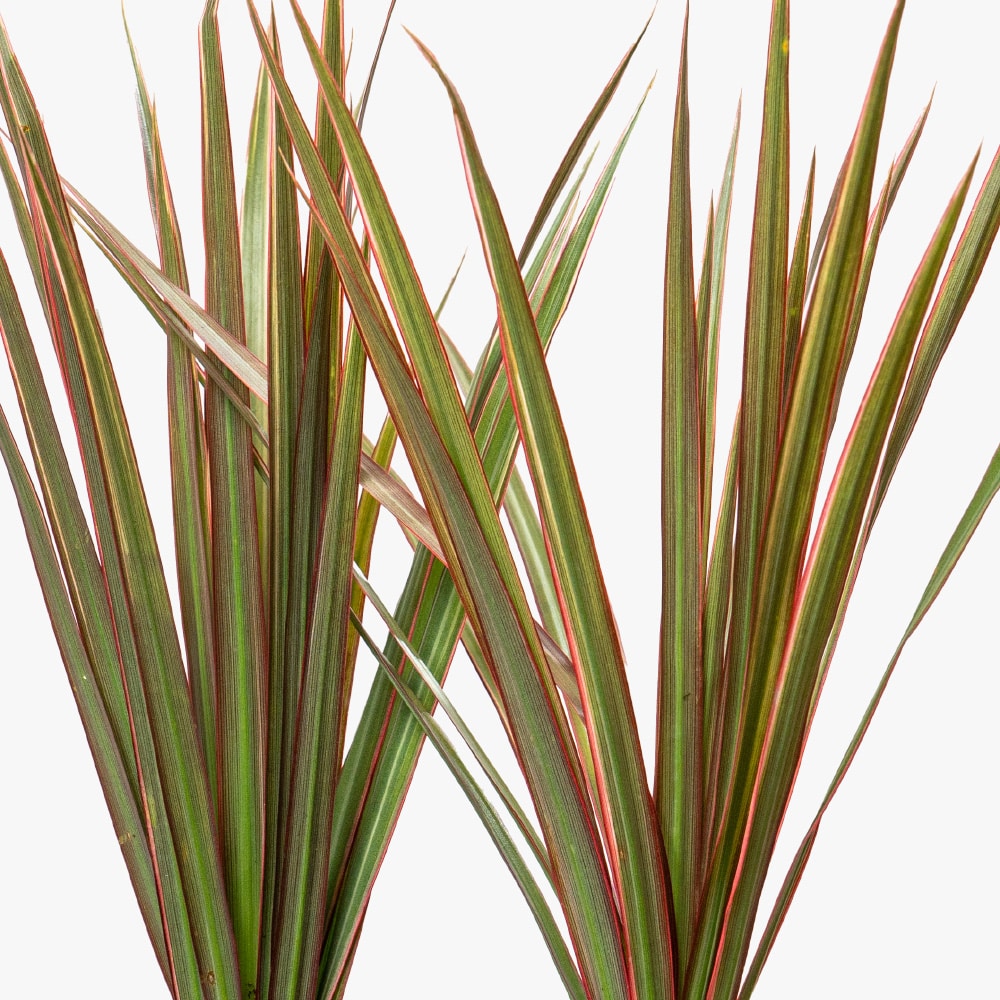 4.3 Sleek Green: Dracaena in Elegant Ceramic Pot