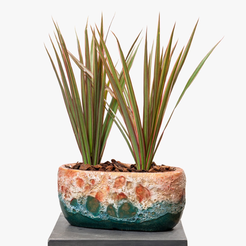 4 Dracaena in Elegant Ceramic Pot