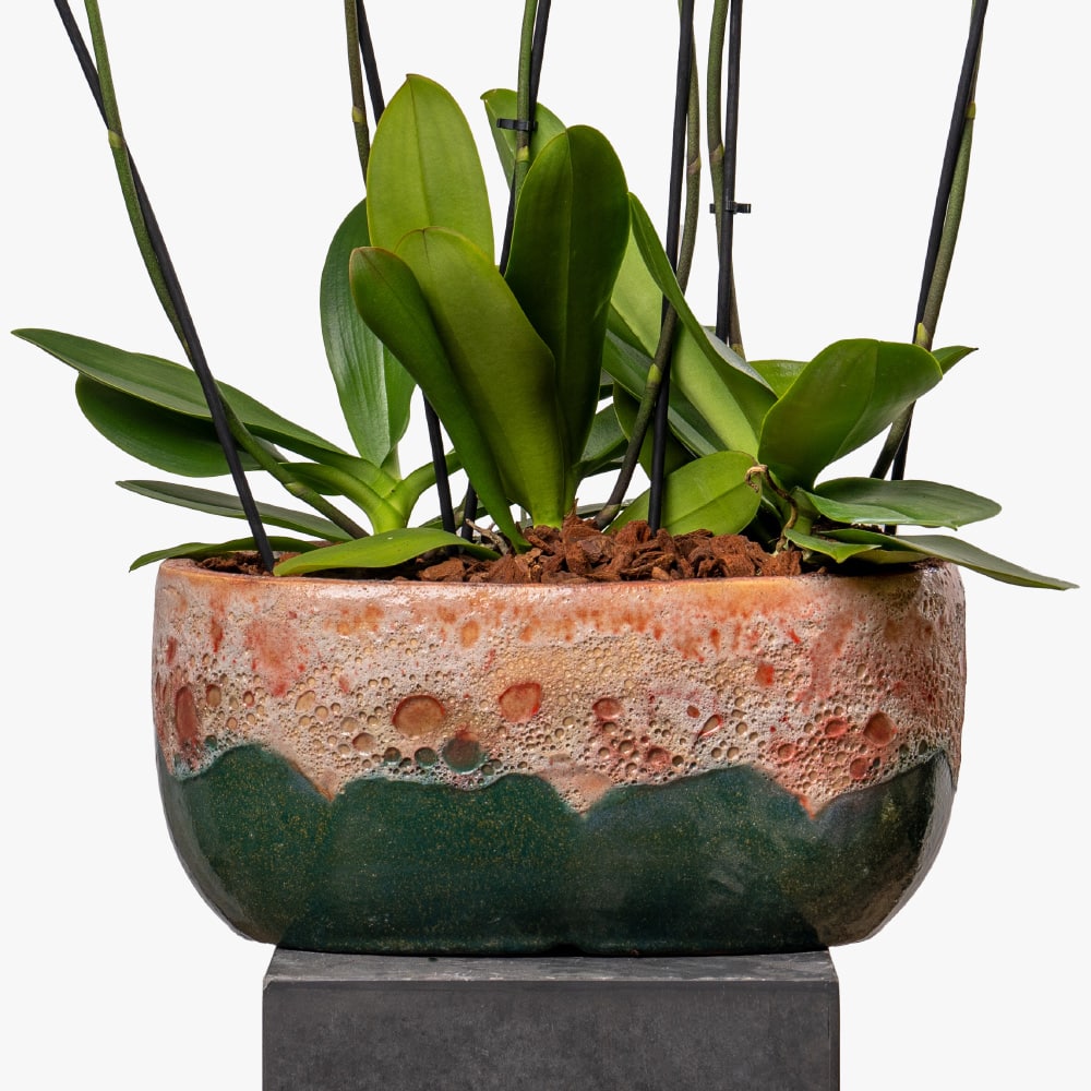 6.2 Phalaenopsis Perfection: Orchid in Stylish Ceramic Planter