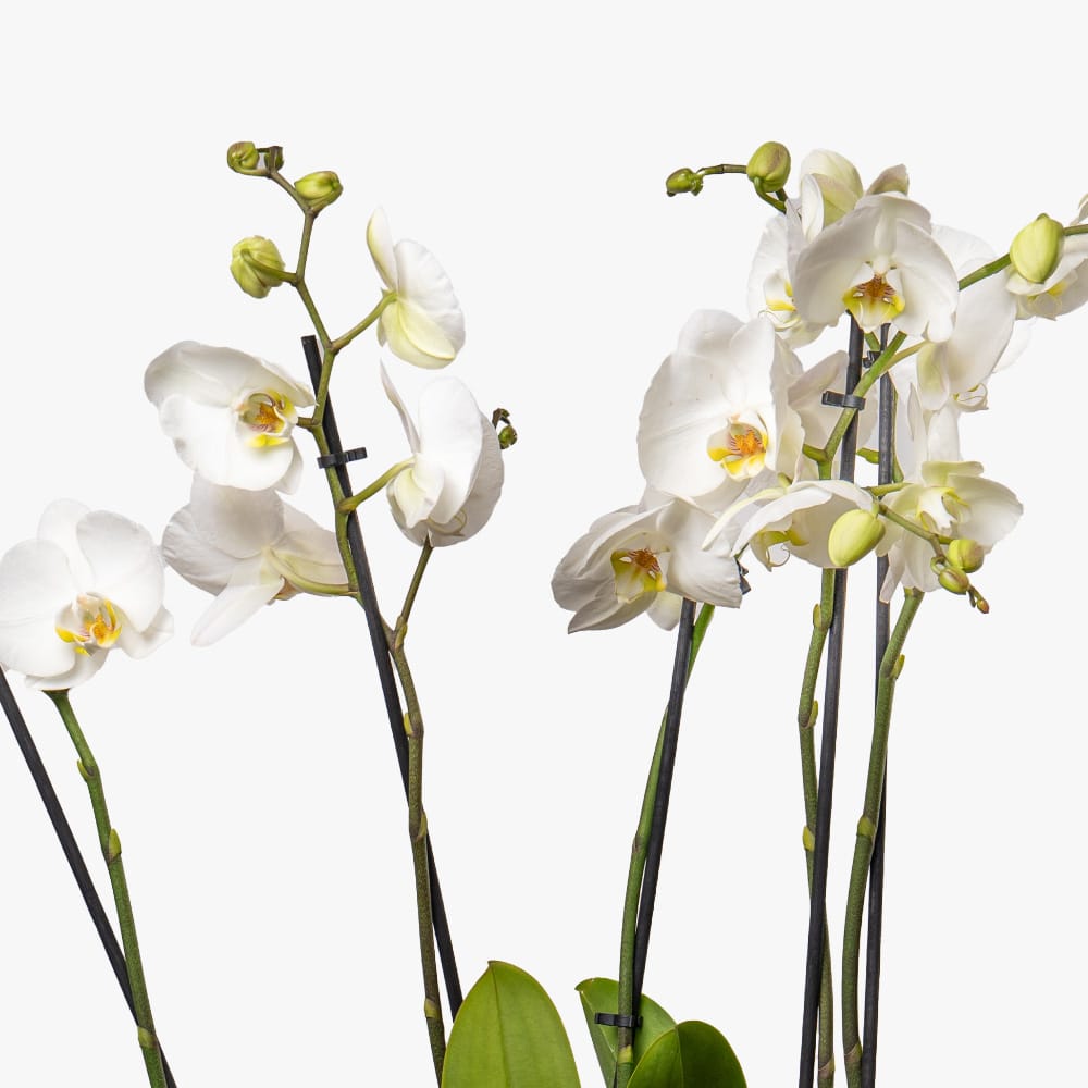 6.3 Phalaenopsis Perfection: Orchid in Stylish Ceramic Planter