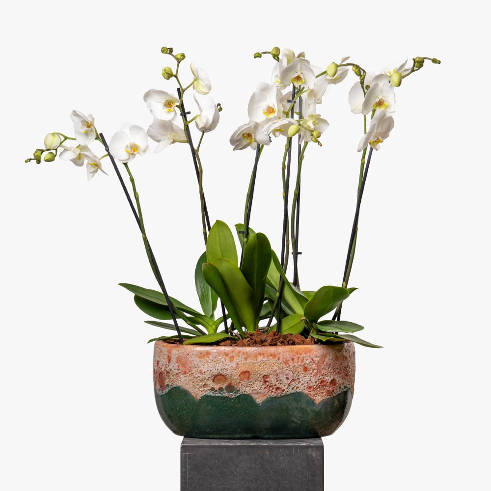 6 Phalaenopsis