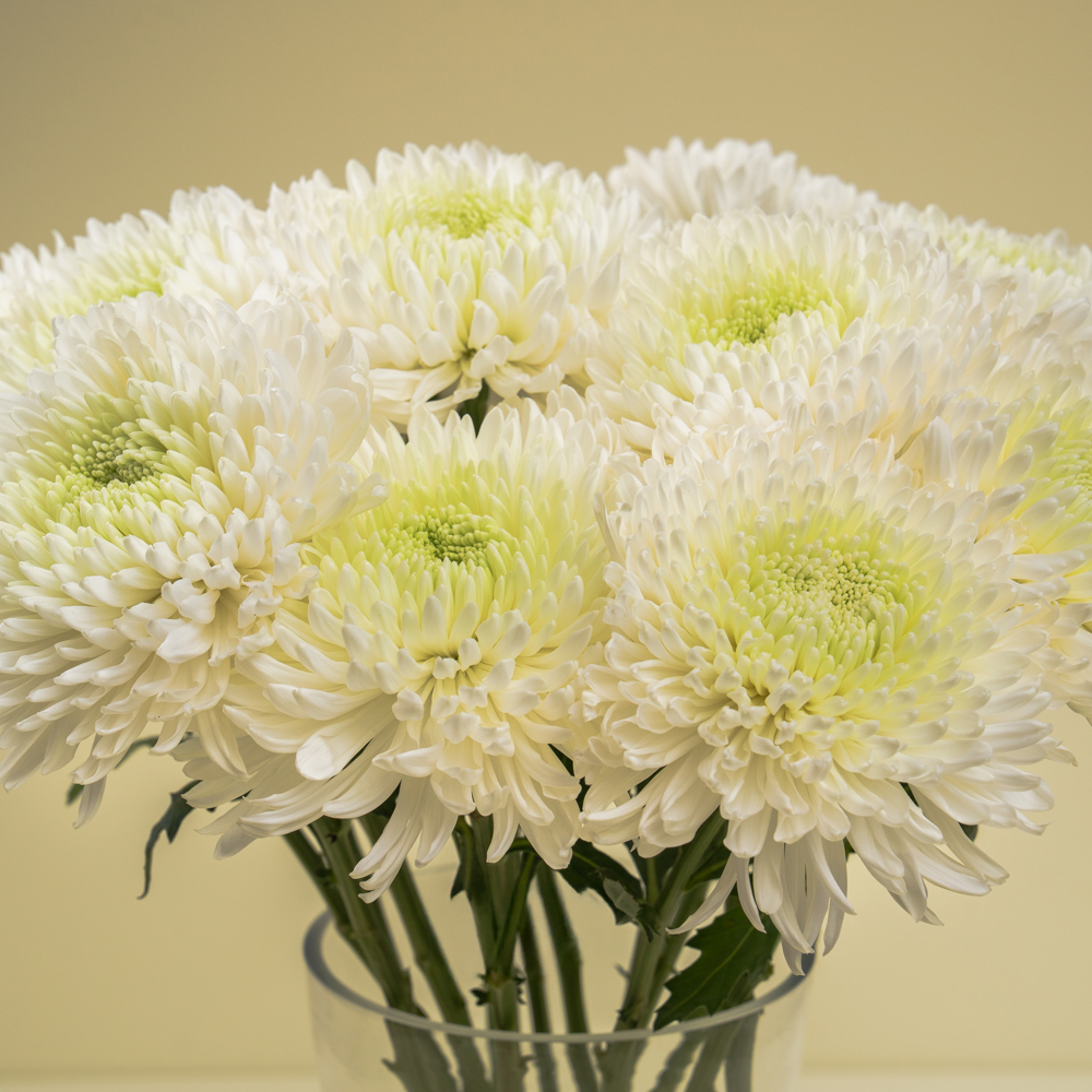 DSC06770 The Chrysanthemum Charm