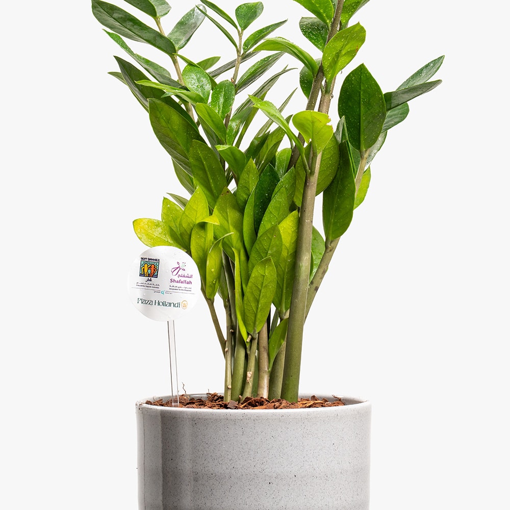 1.2 Grey Glow – Zamioculcas for Contemporary Spaces