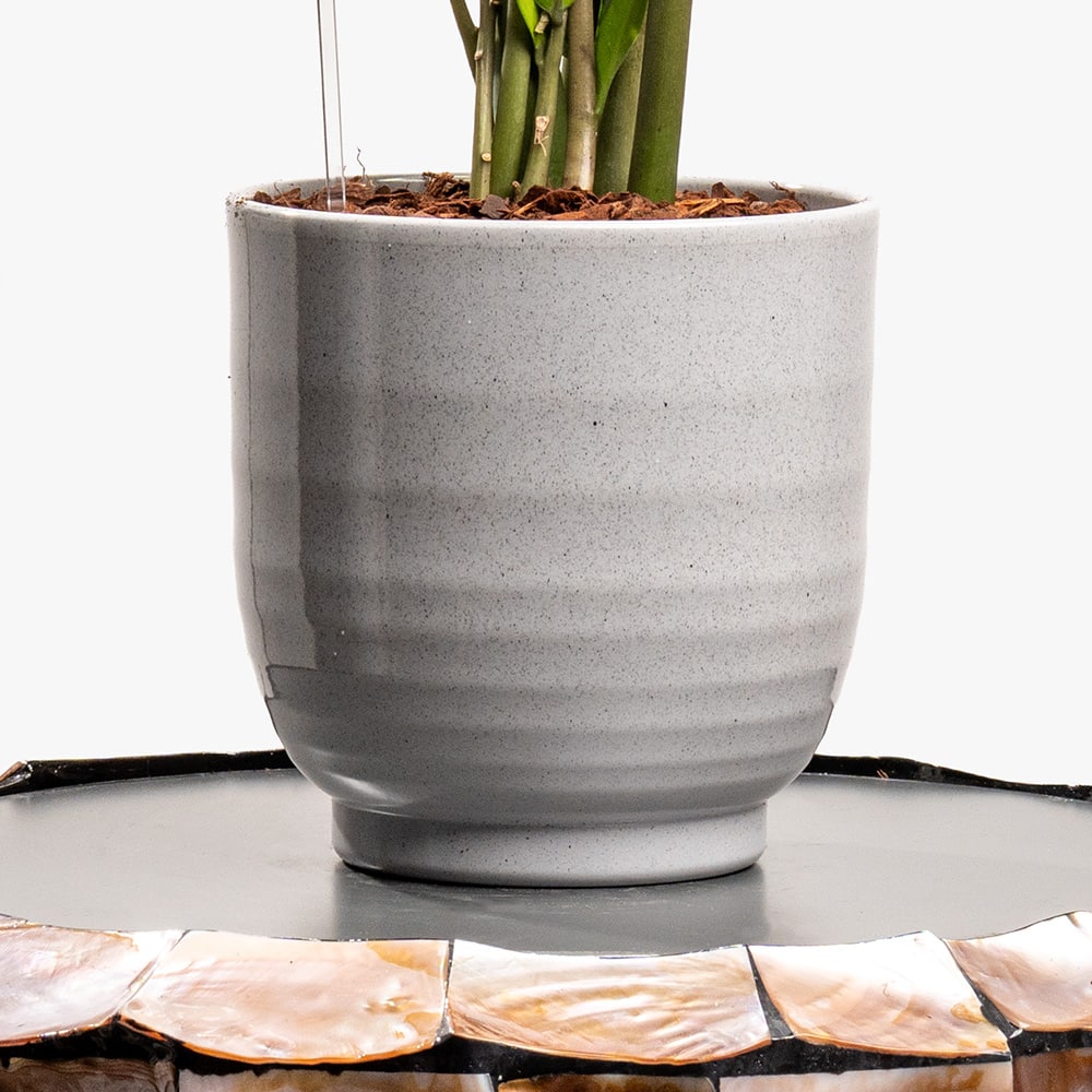 1.3 Grey Glow – Zamioculcas for Contemporary Spaces