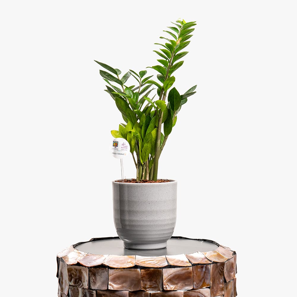 Zamioculcas Zamioculcas