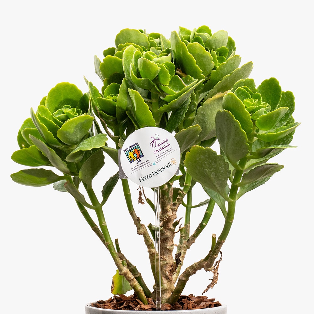 10.2 Blossom Charm – Kalanchoe in Gray Ceramic Pot (30CM)