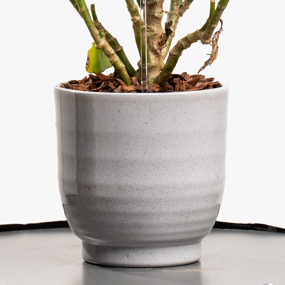 10.3 Blossom Charm – Kalanchoe in Gray Ceramic Pot (30CM)