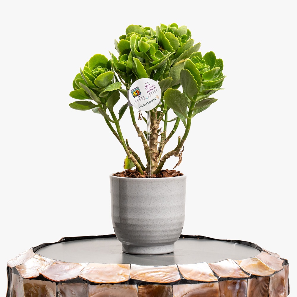 Kalanchoe in Gray Ceramic Pot Kalanchoe in Gray Ceramic Pot