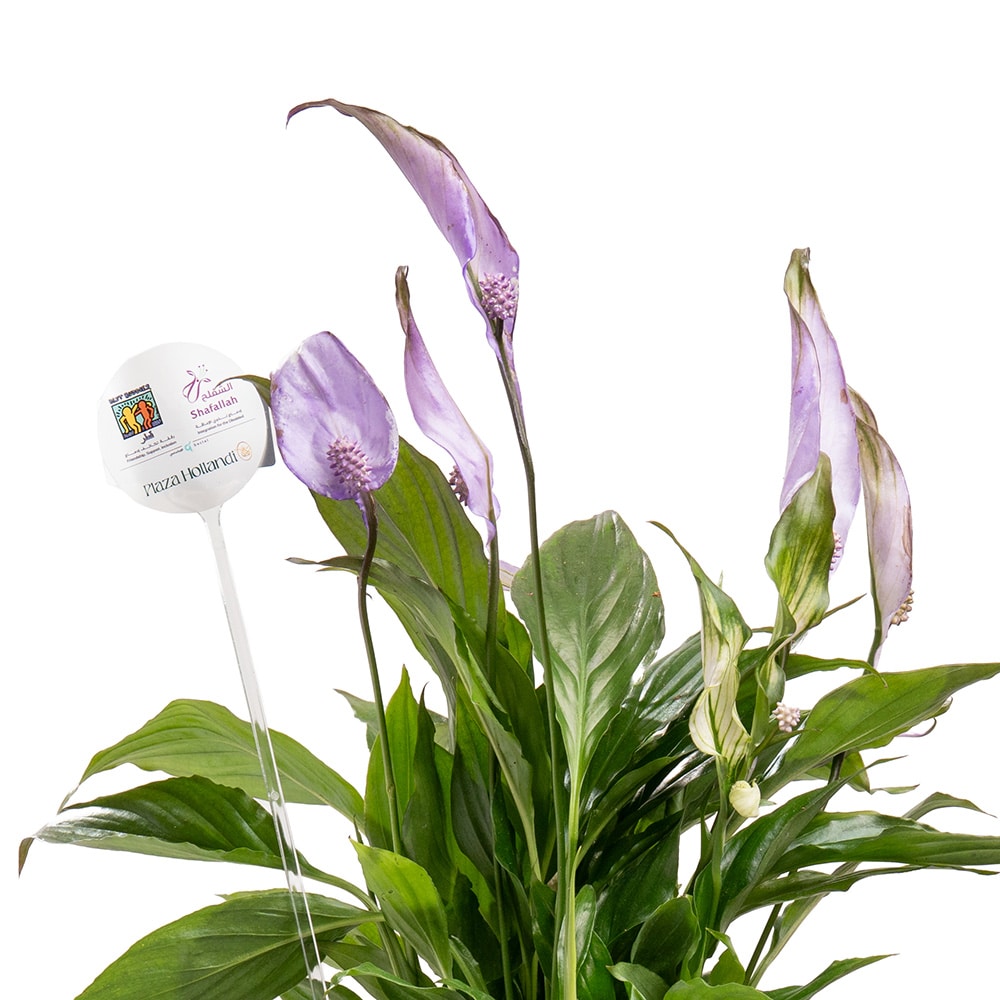 11.2 Royal Bloom – Purple Spathiphyllum in Black Ceramic