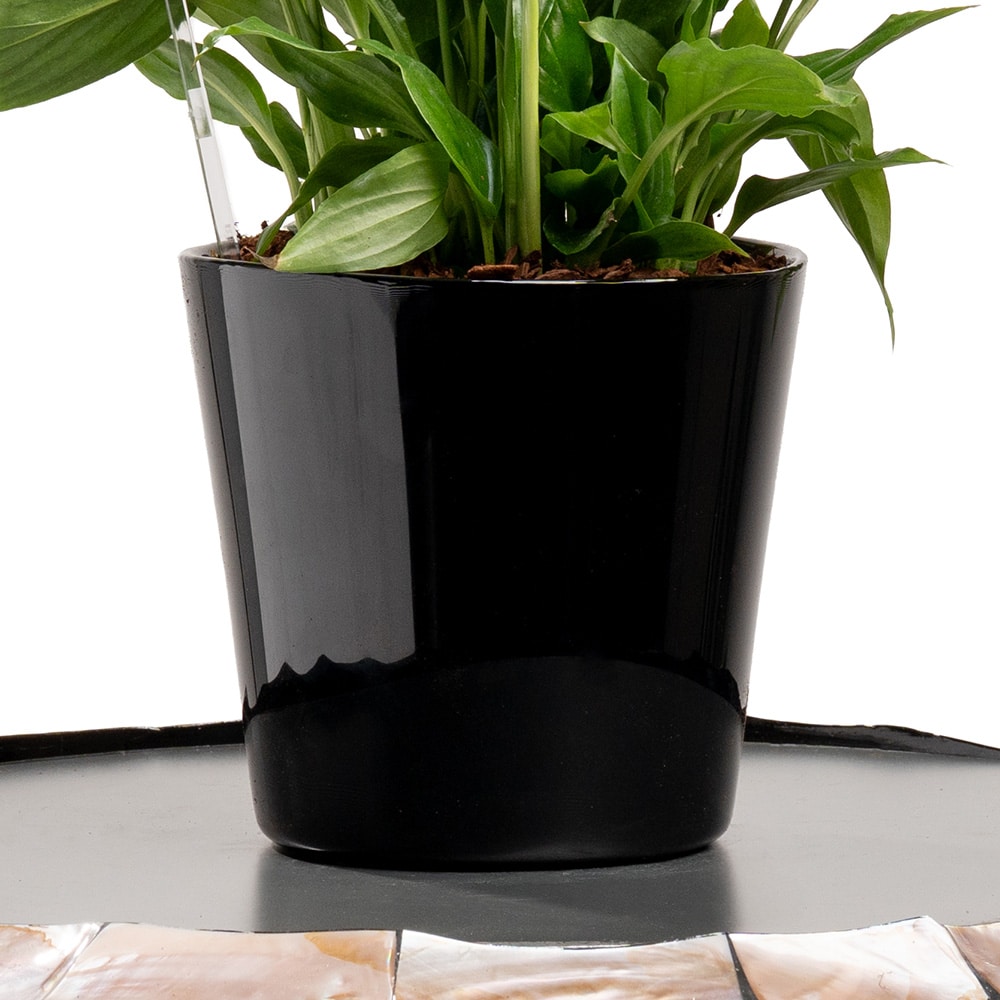 11.3 Royal Bloom – Purple Spathiphyllum in Black Ceramic
