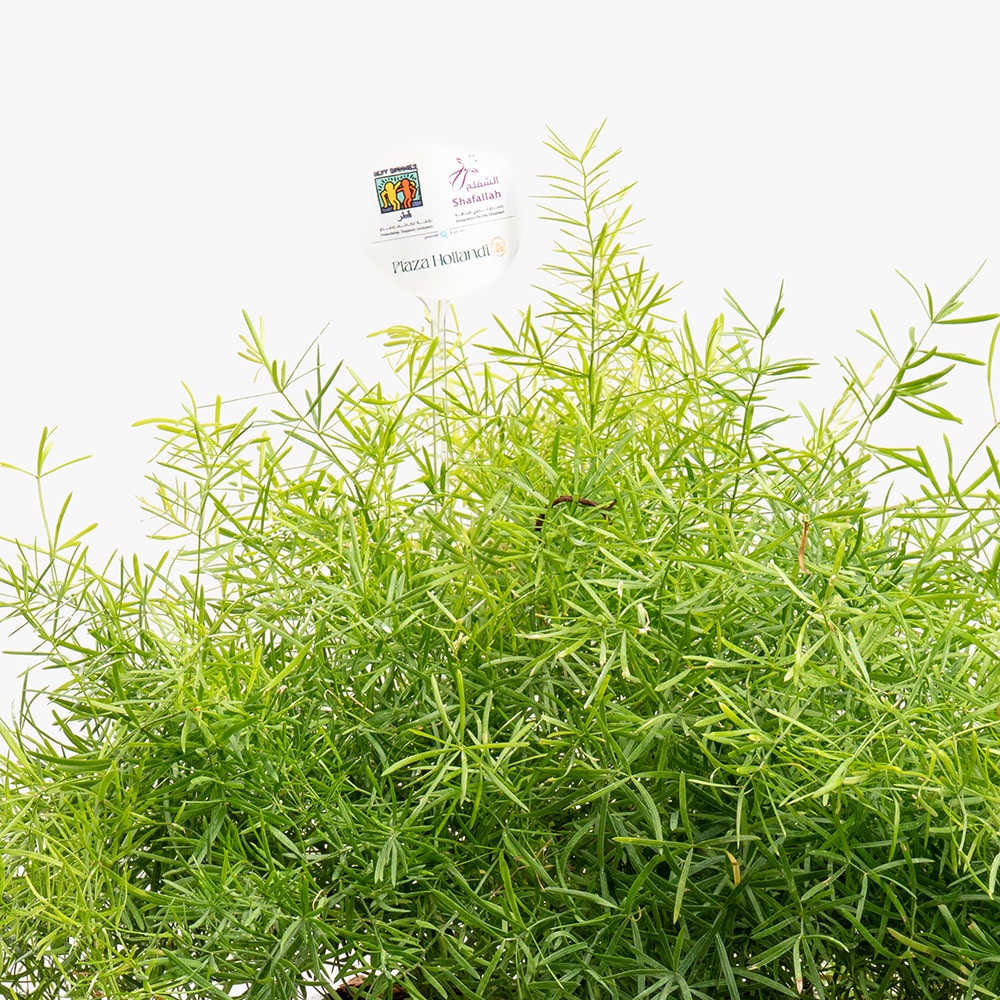 13.2 Green Veil – Asparagus in Minimal White
