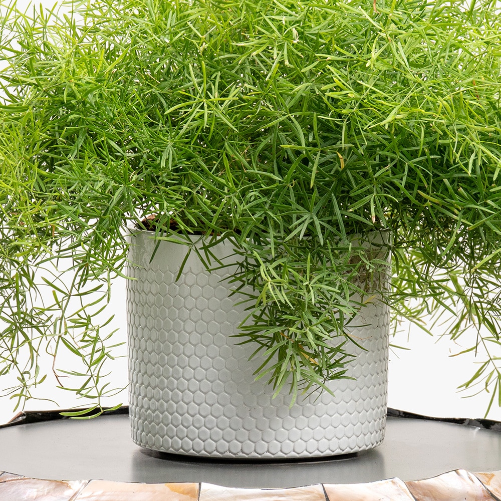 13.3 Green Veil – Asparagus in Minimal White