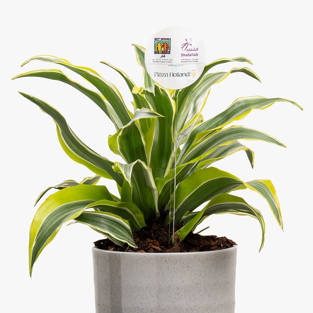 14.2 Emerald Aura – Dracaena Fragrans in Gray Ceramic