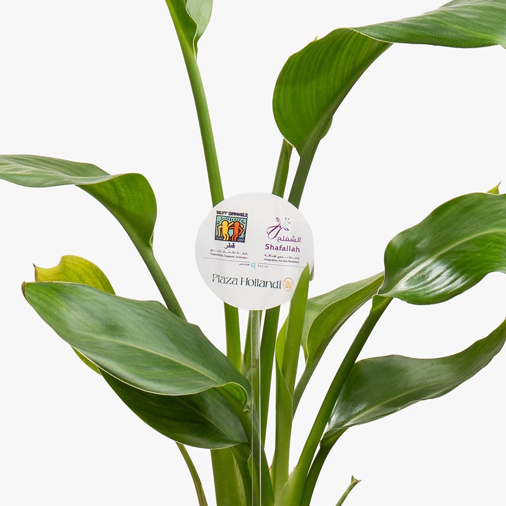 15.2 Tropical Grace – Strelitzia in Small Gray Ceramic Pot (40CM)