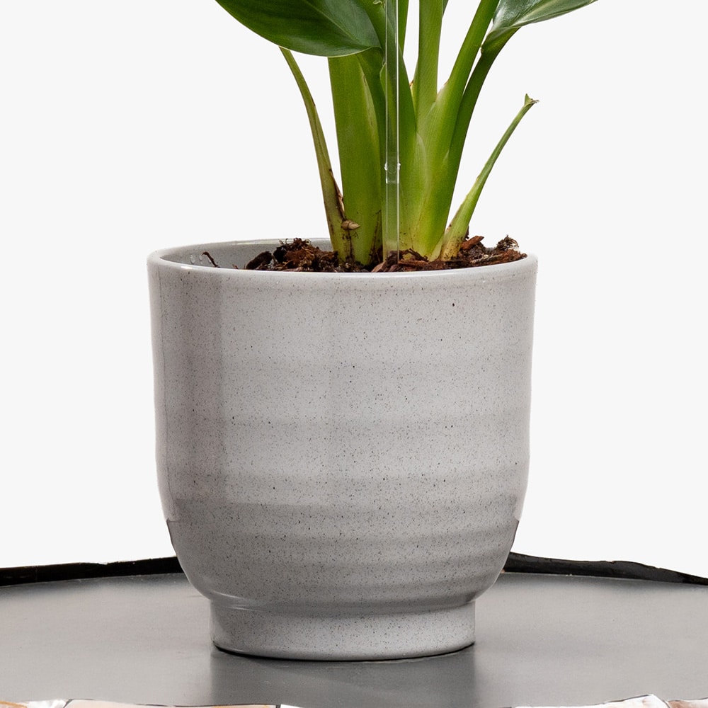 15.3 Tropical Grace – Strelitzia in Small Gray Ceramic Pot (40CM)