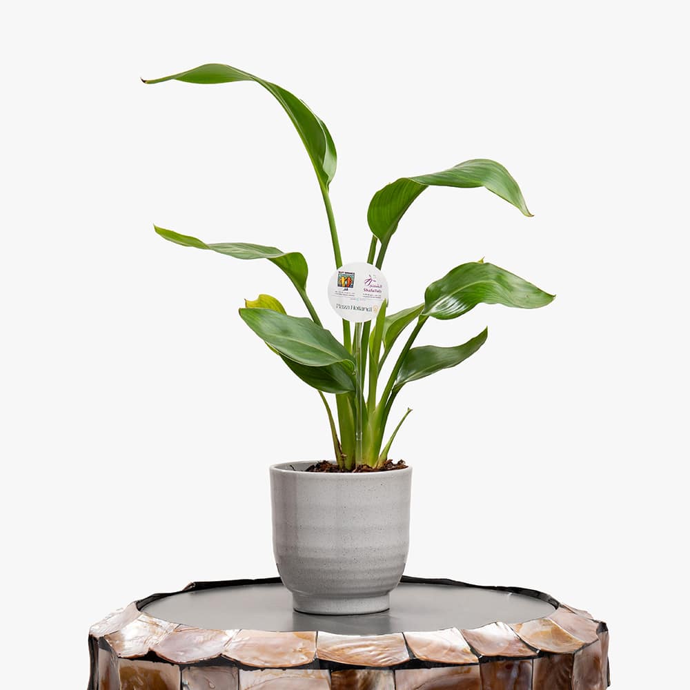 Strelitzia pLANT Strelitzia