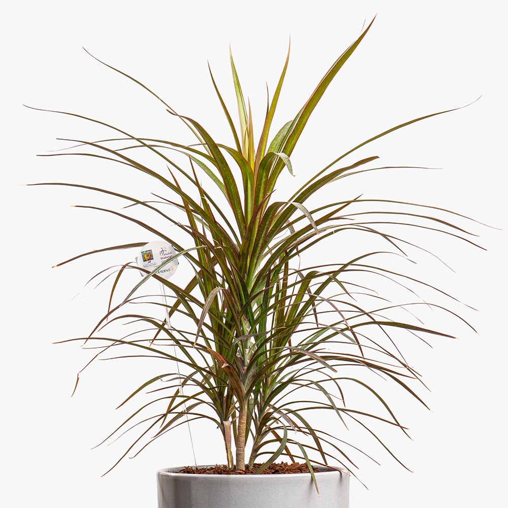16.2 Dracaena Marginata in Big Gray Ceramic Pot (75CM)