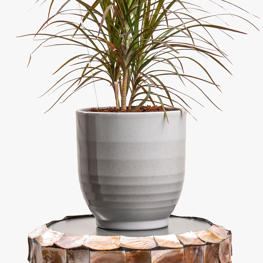 16.3 Dracaena Marginata in Big Gray Ceramic Pot (75CM)