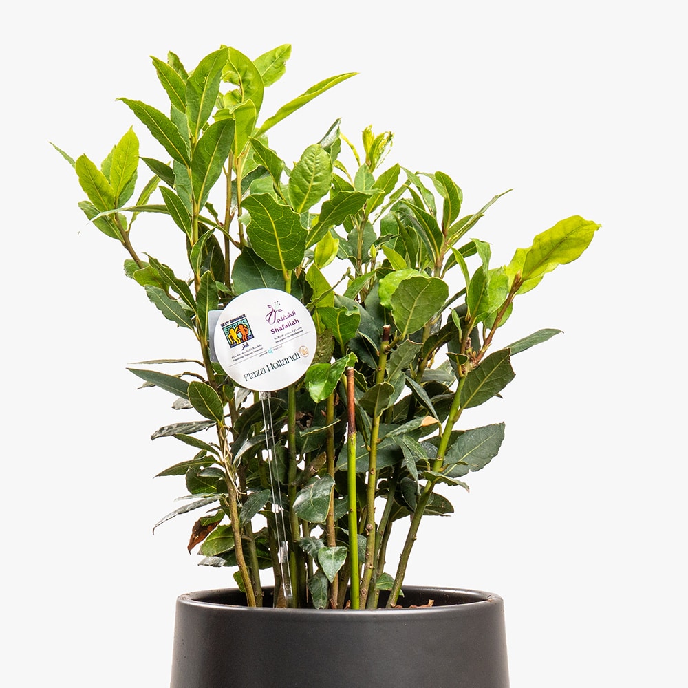17.2 Evergreen Grace – Nobilis in Black Ceramic Pot (40CM)