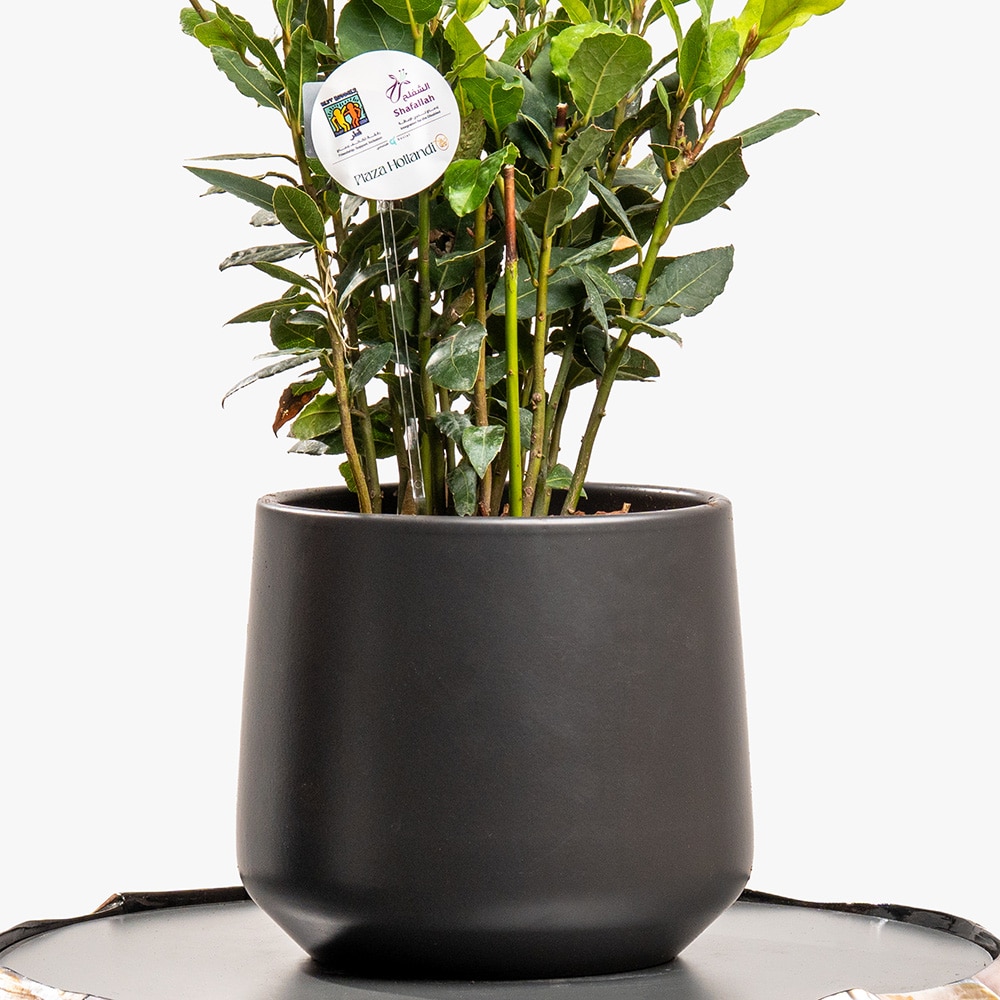 17.3 Evergreen Grace – Nobilis in Black Ceramic Pot (40CM)