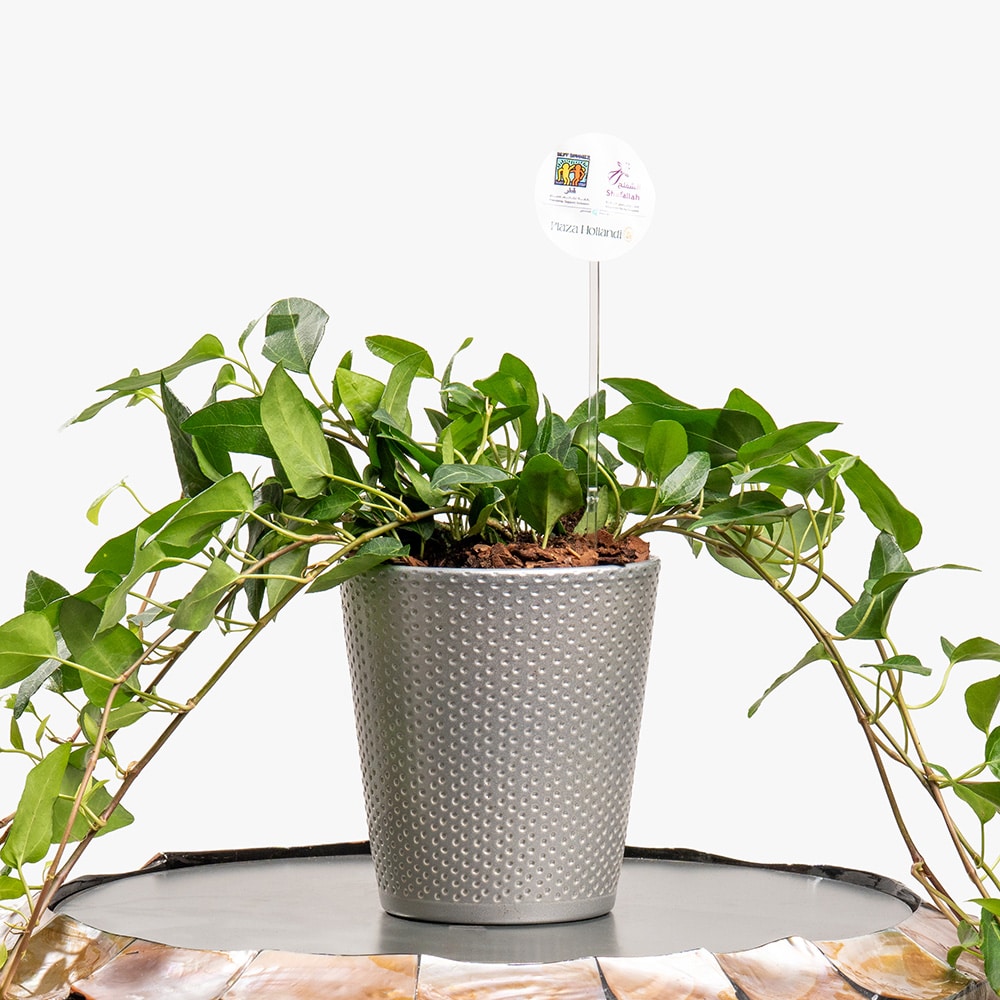 18.2 Stone Ivy – Hedera in Matte Gray Pot