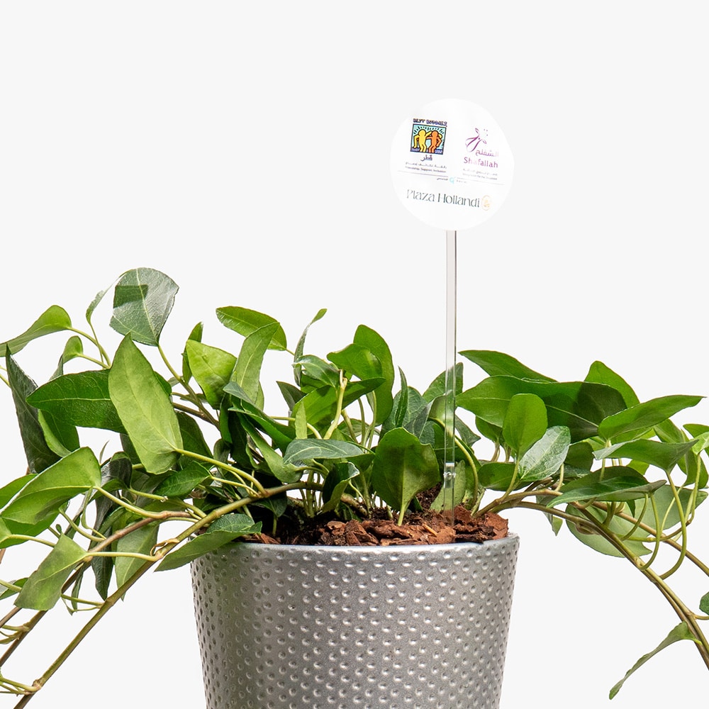 18.3 Stone Ivy – Hedera in Matte Gray Pot