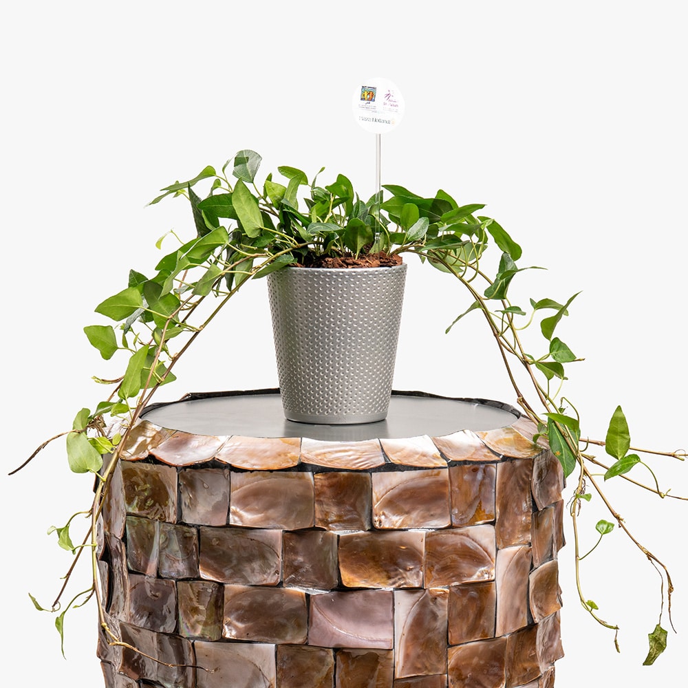 Hedera Hedera