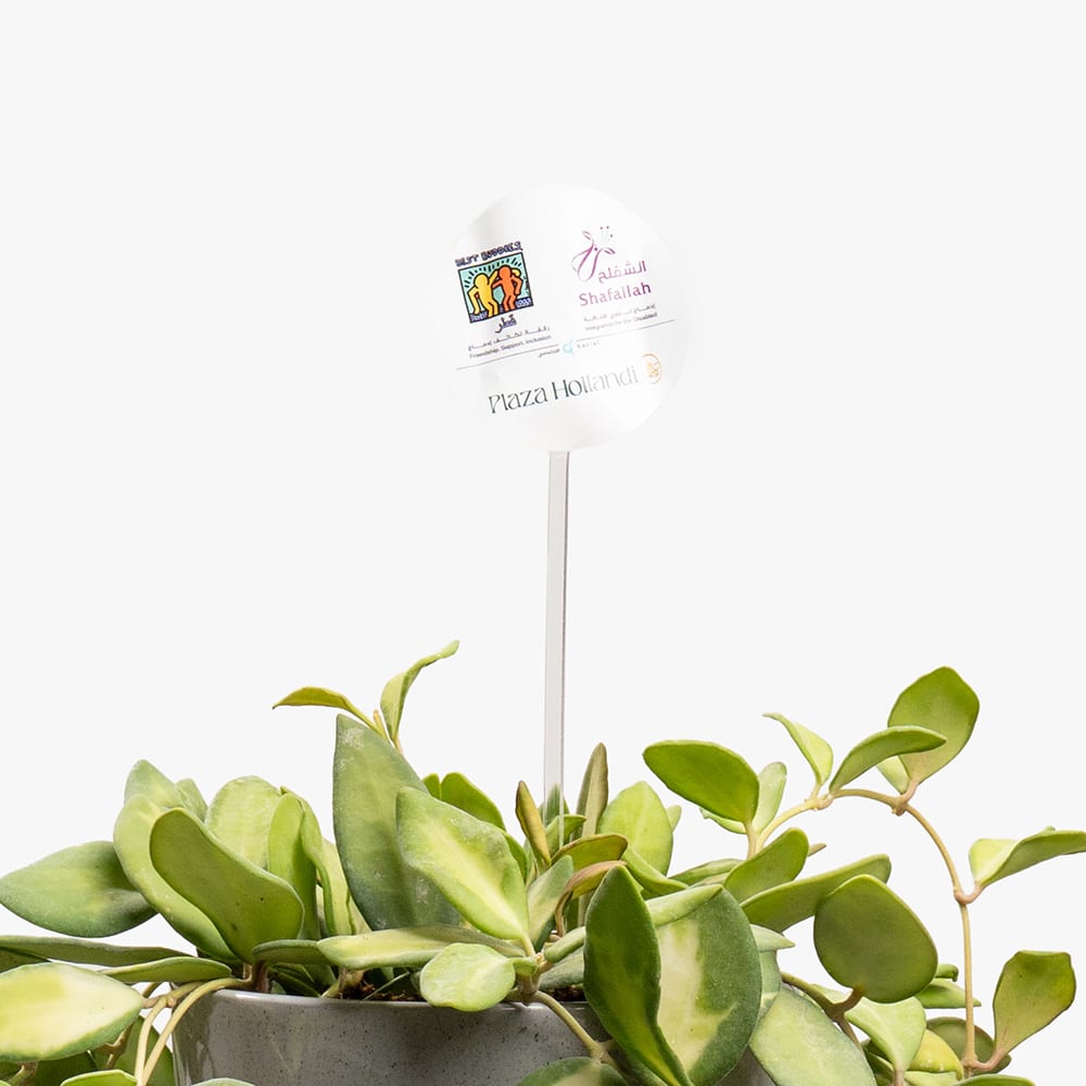 19.3 Hoya Plant – 20CM in Gray Ceramic Pot
