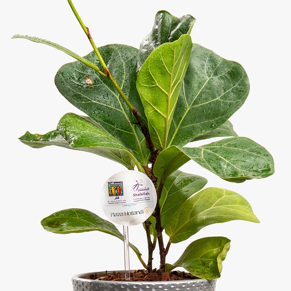2.2 Green Silence – Ficus in Dark Grey Charm Pot