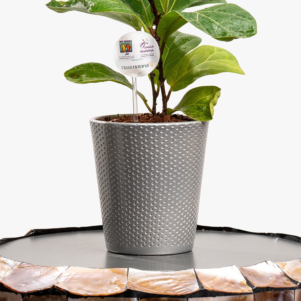 2.3 Green Silence – Ficus in Dark Grey Charm Pot