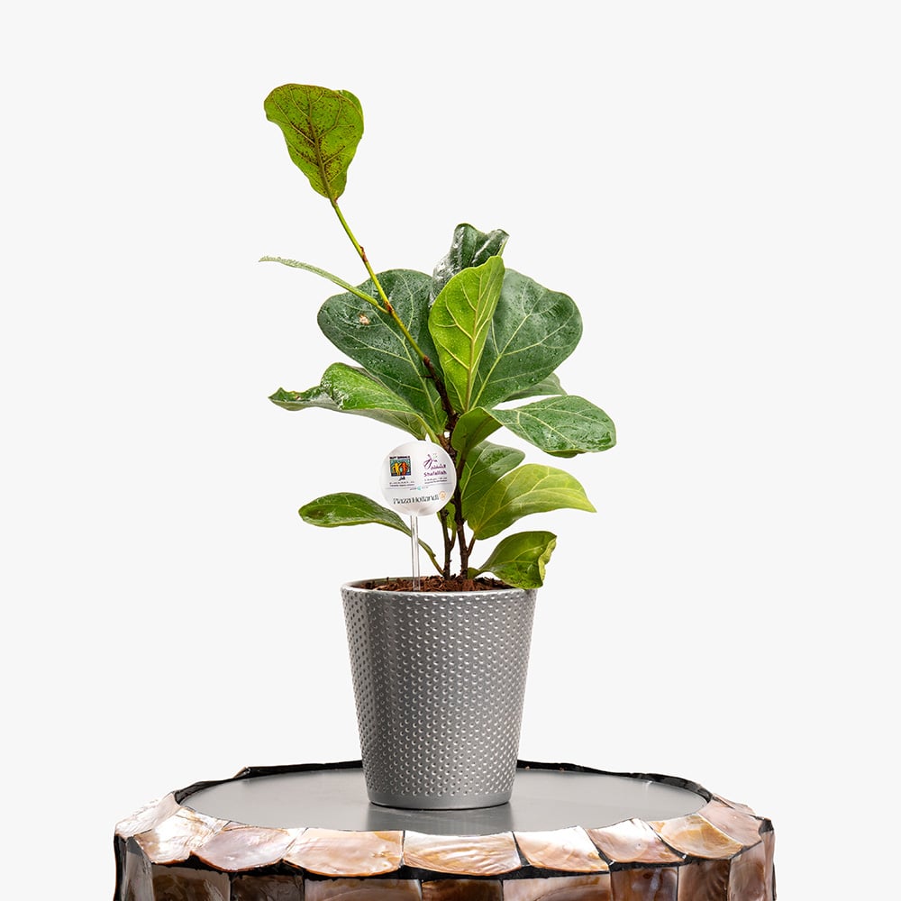Ficus Ficus