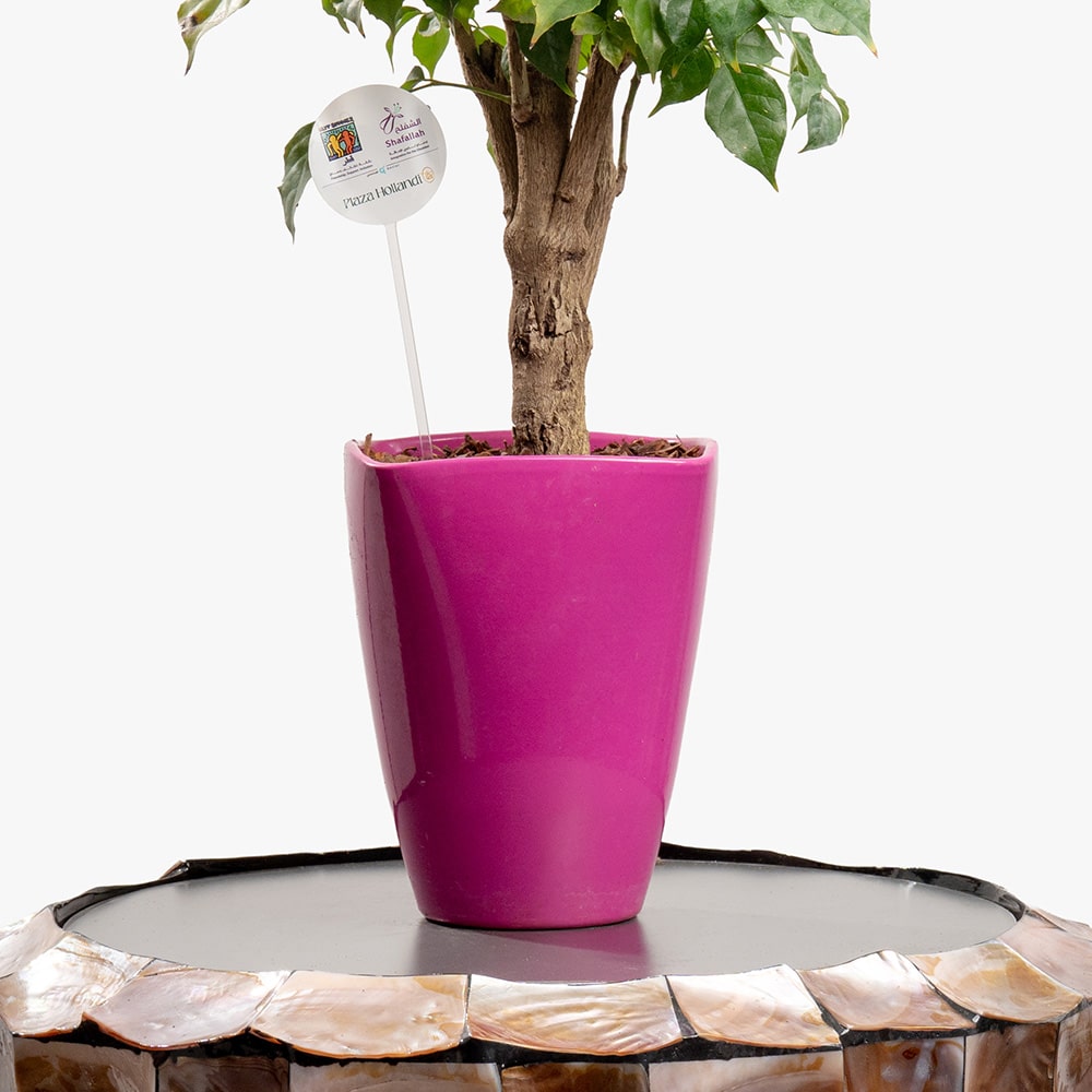 20.3 Nature’s Sculpture – 55CM Radermachera Display