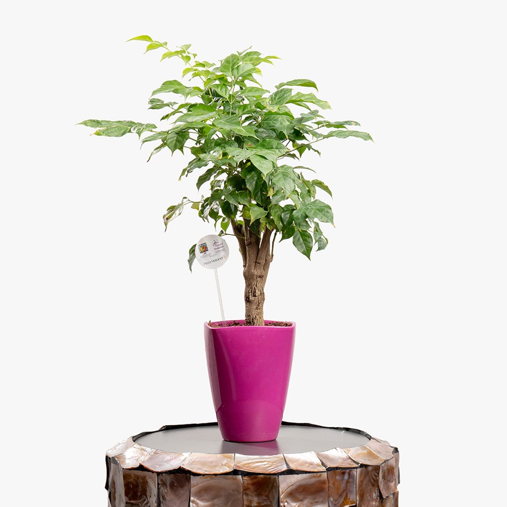 Radermachera sinica – 55CM in Ceramic Pot Radermachera sinica – 55CM in Ceramic Pot