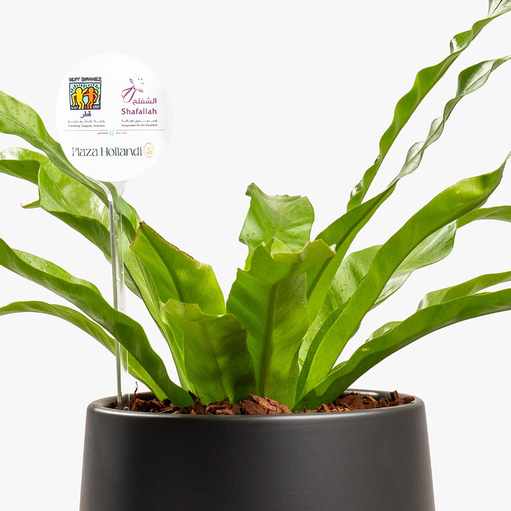 4.2 Green Aura – Asplenium in Matte Black Pot